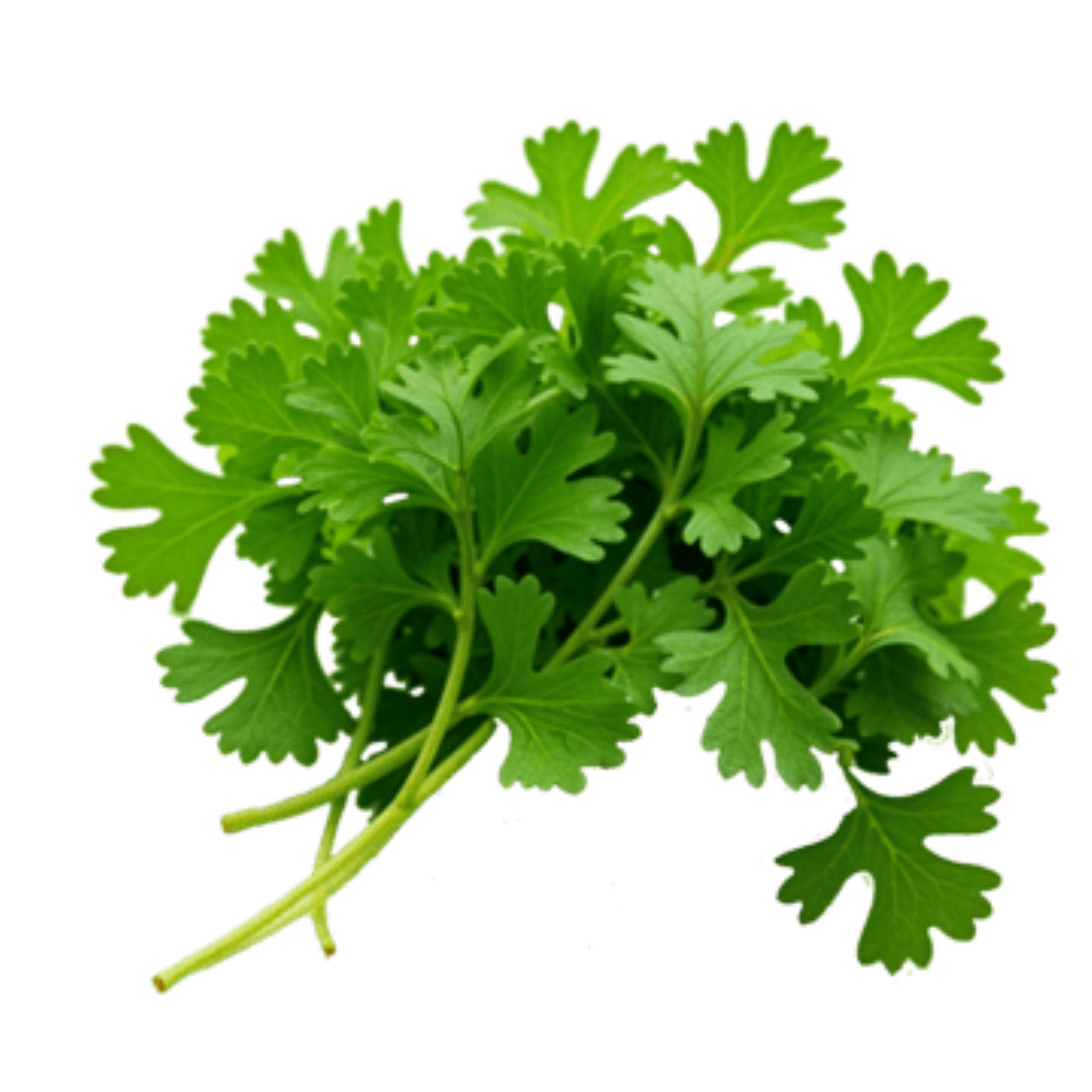 FRESH CORIANDER/DHANIA
